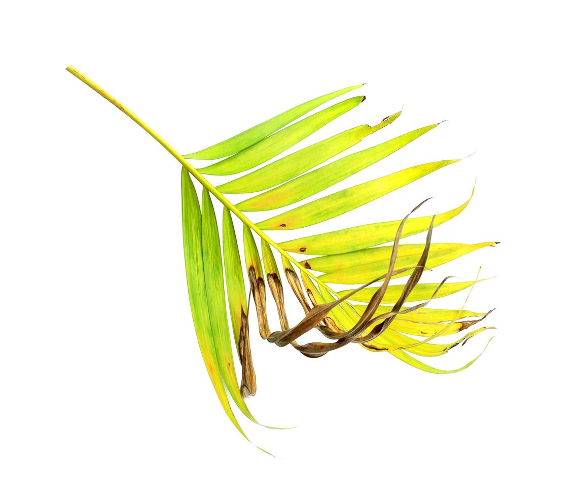 hoja de palma verde con área marrón foto