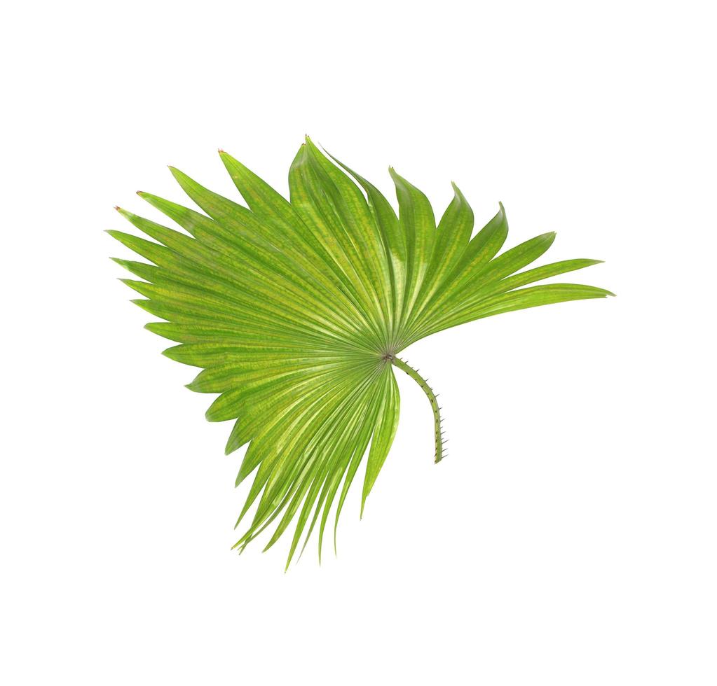 Green curved foilage photo