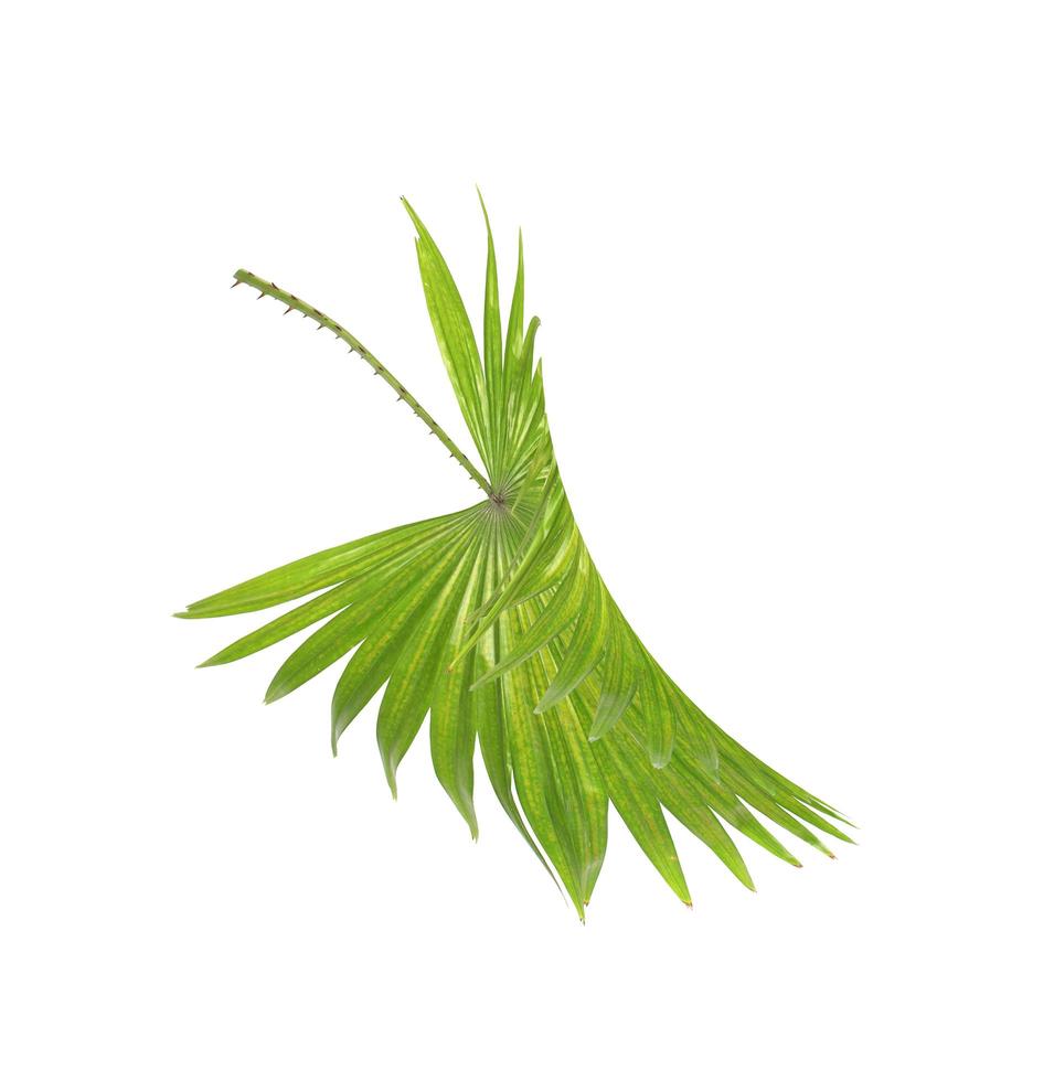 Green tropical palm leaf isolated on white photo