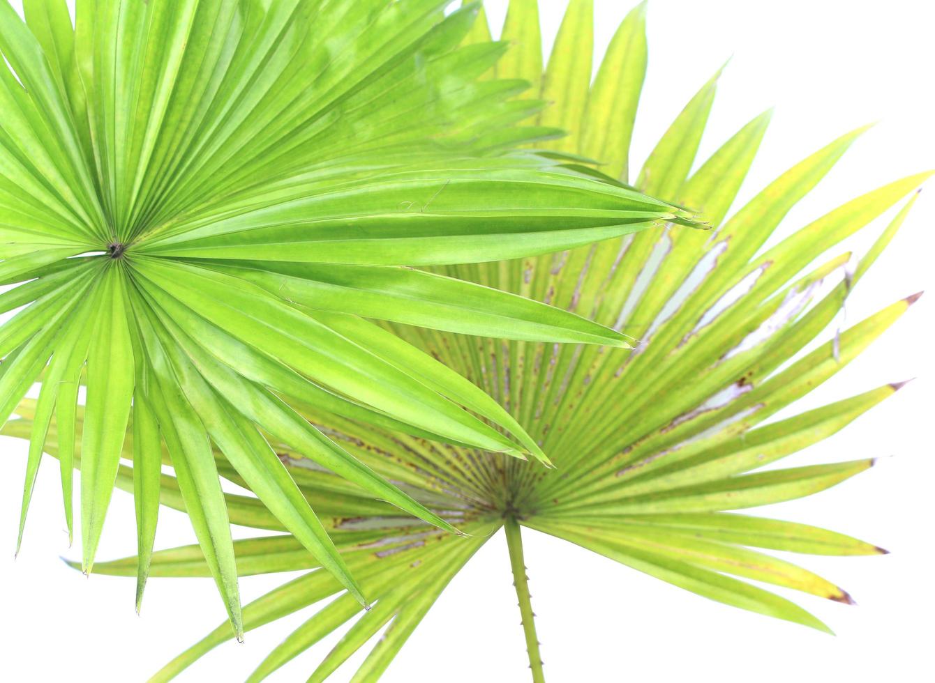 Two palm tree leaves photo