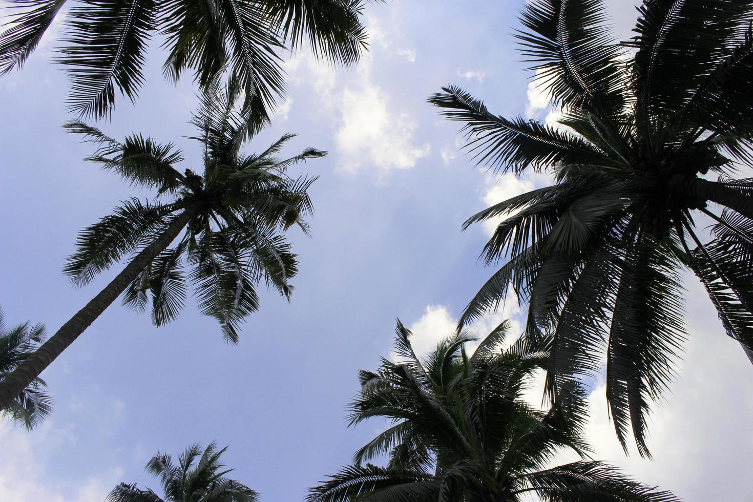 Blue sky and palm trees photo