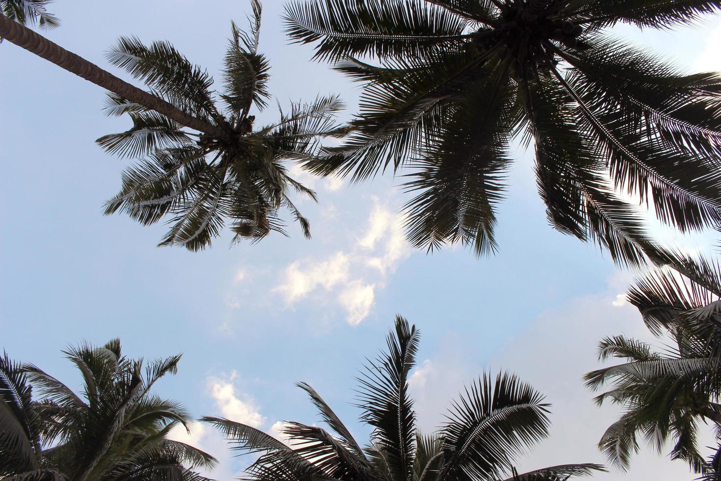 Looking up at palm trees photo