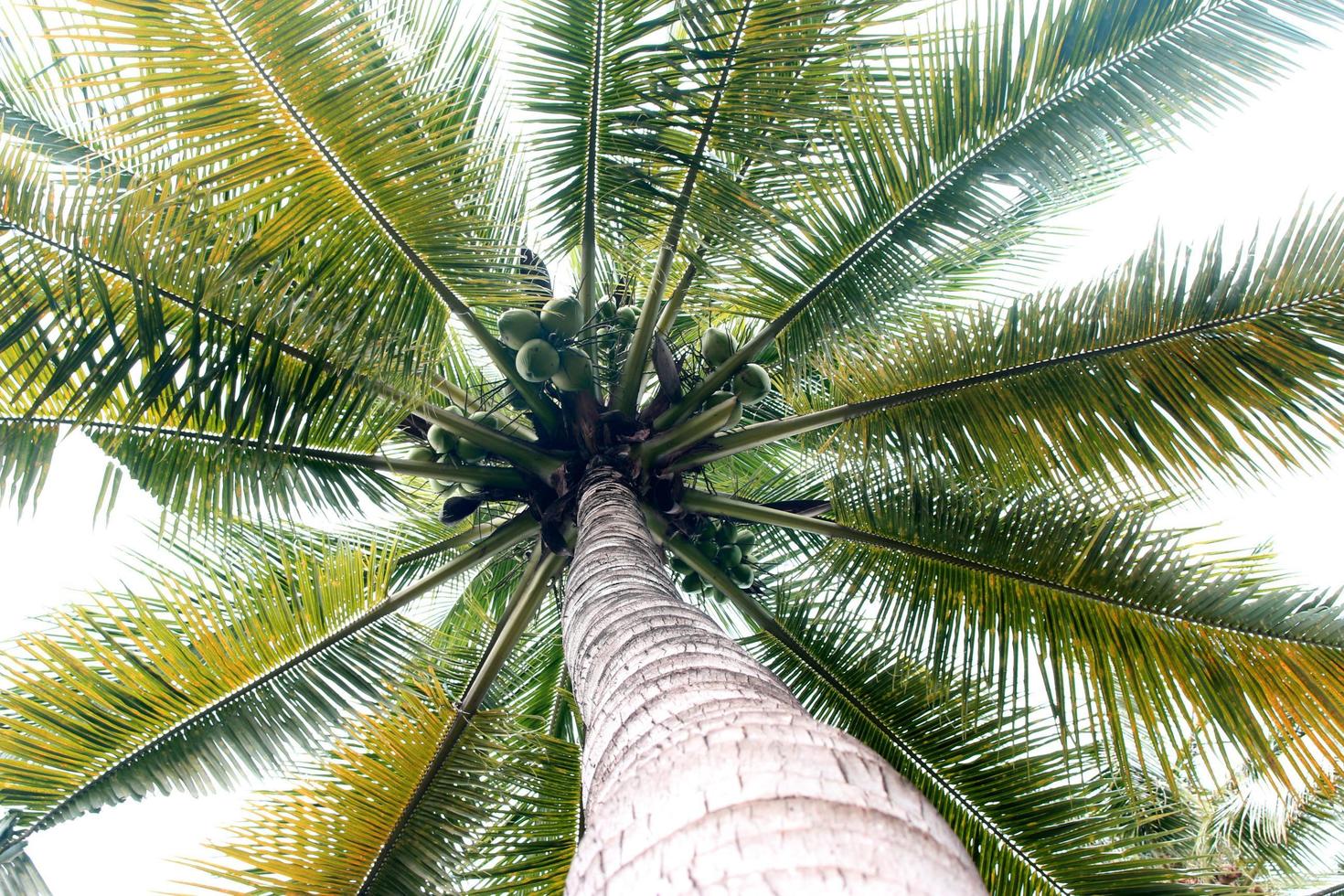 palmera en luz brillante foto