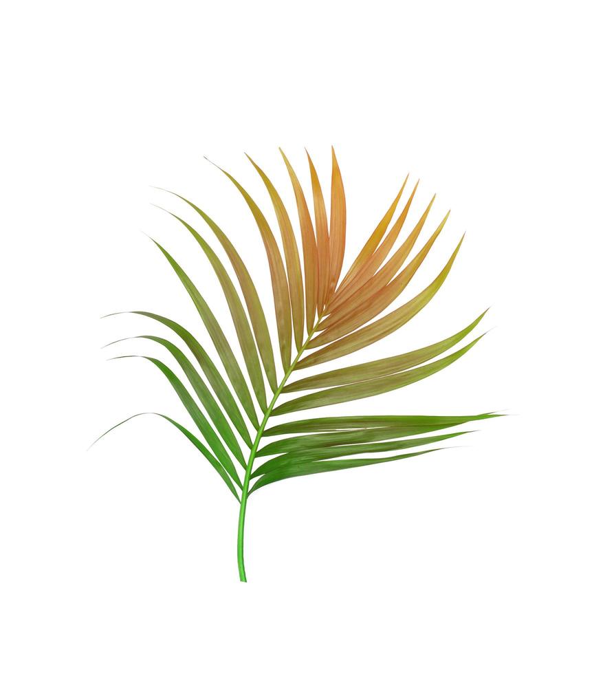 Brown and green foliage photo