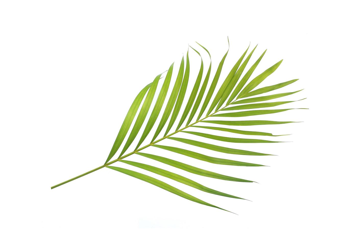 Tropical leaf isolated photo