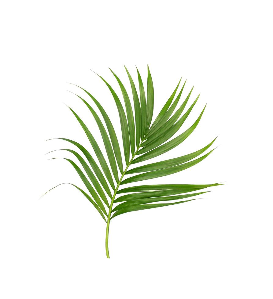 Single green palm branch photo
