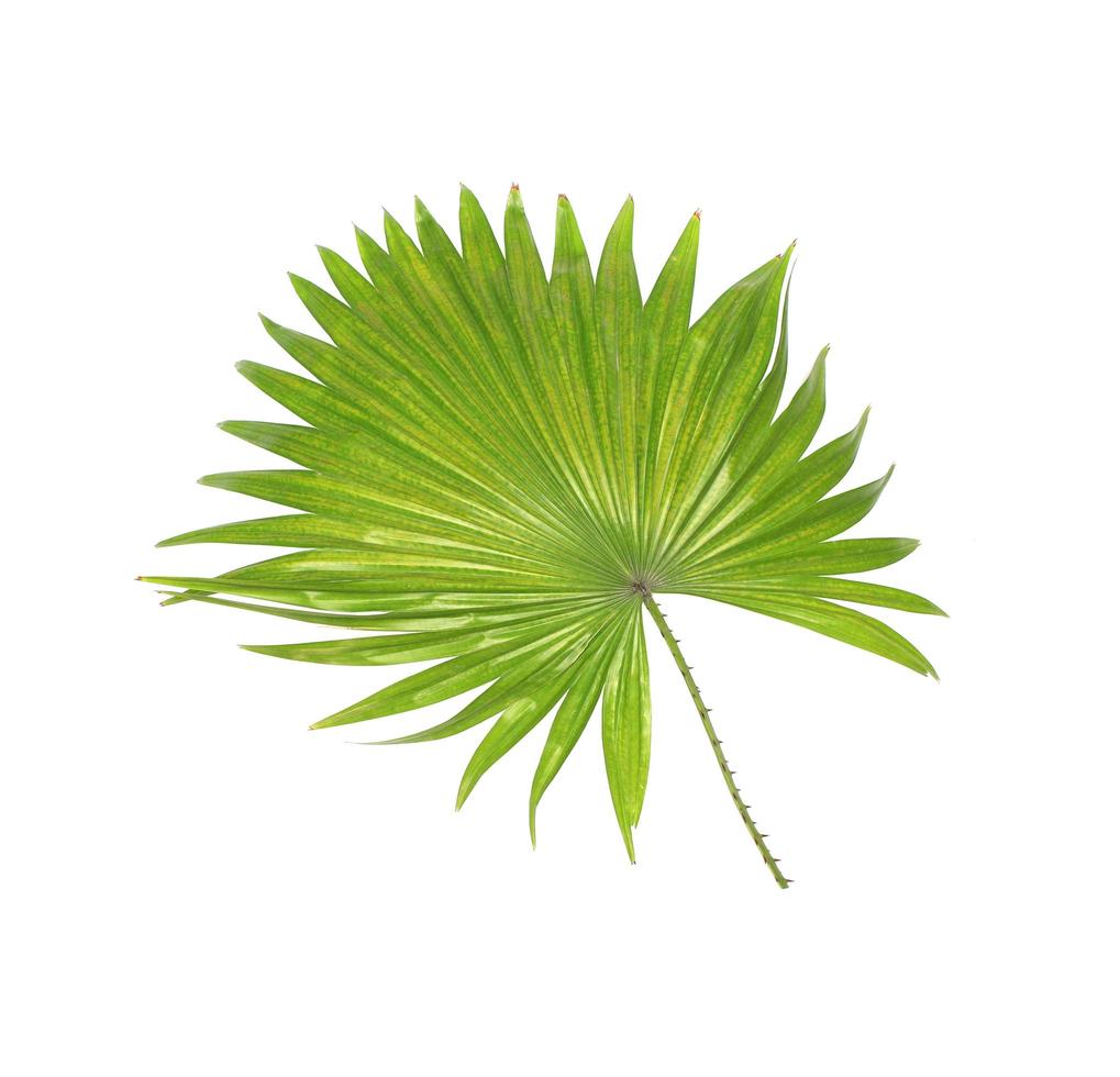 Spikey green foliage photo