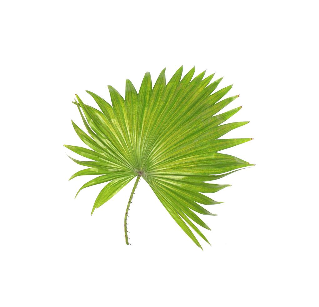 Spikey tropical foliage photo