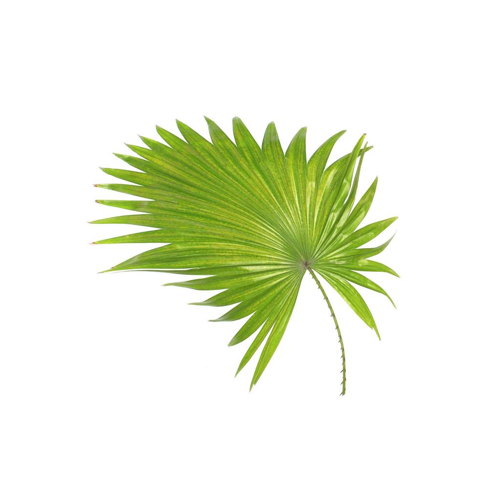 Curved spikey leaves photo