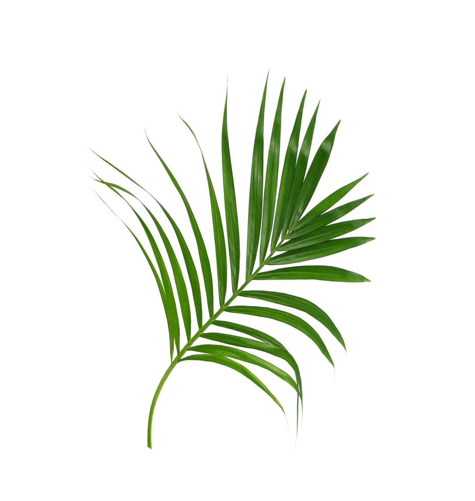 Green tropical foliage on white background photo