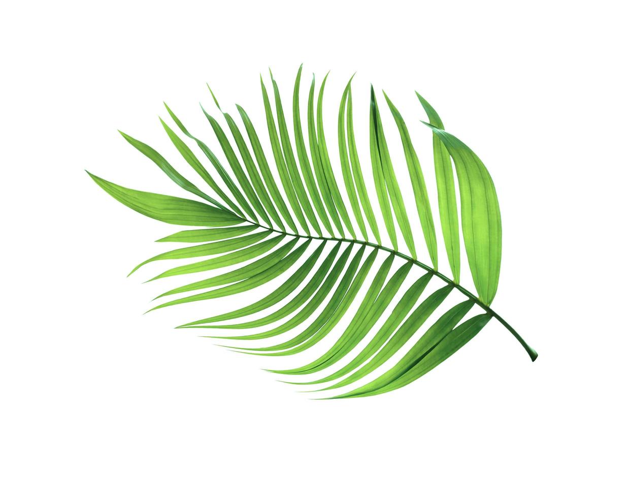 Tropical green leaf isolated photo