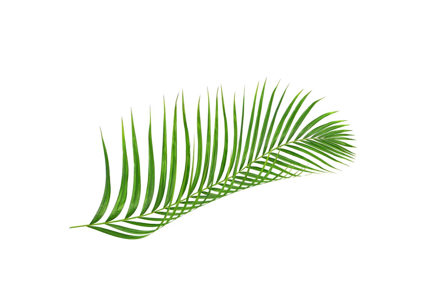 Green leaves of palm tree photo