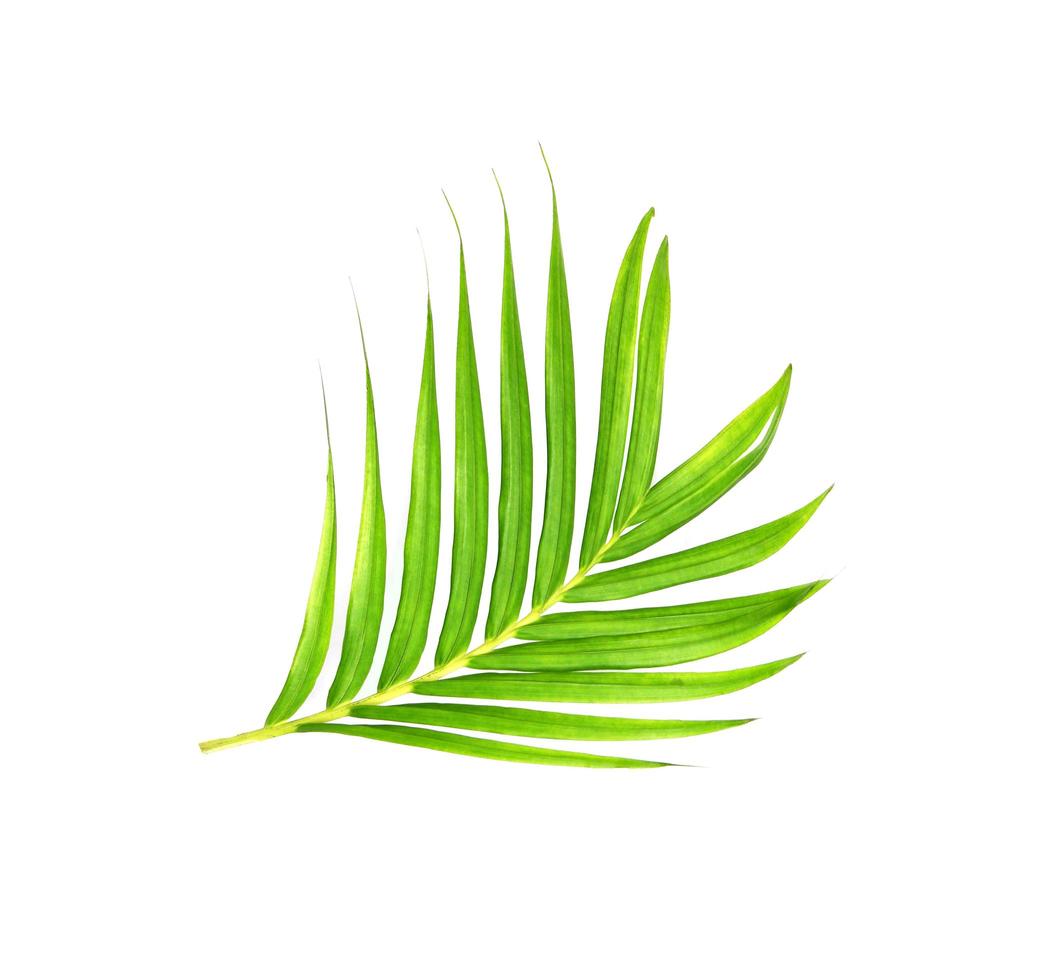 Bright green palm branch photo