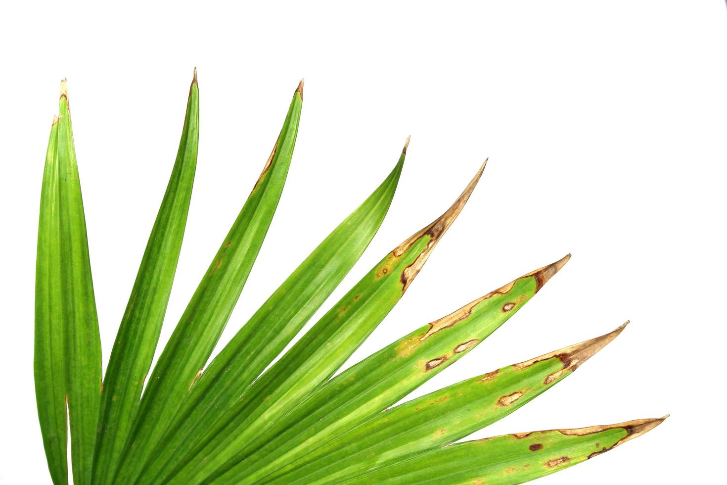 Palm tree leaves with brown tips photo