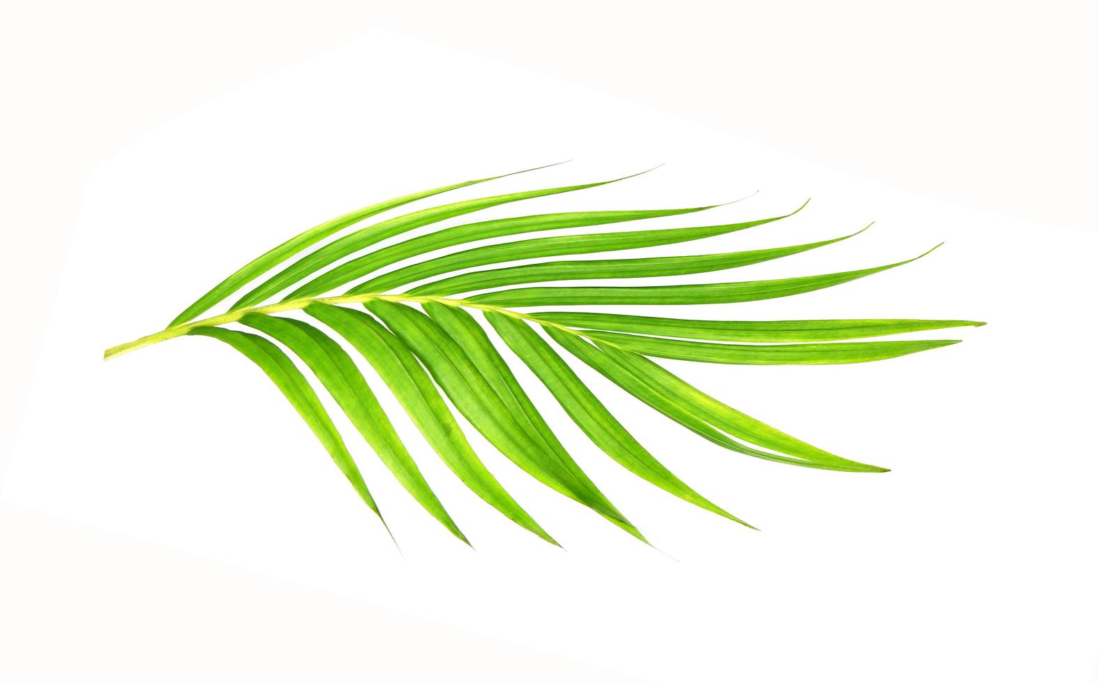 Vibrant bright green tropical leaf photo