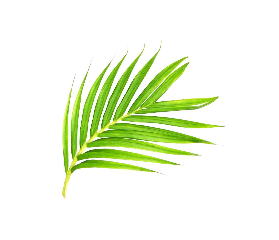 Bright green palm photo