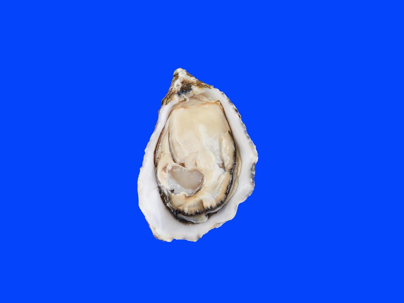 Oyster on blue photo