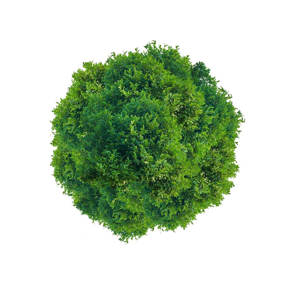 Green tree circle photo