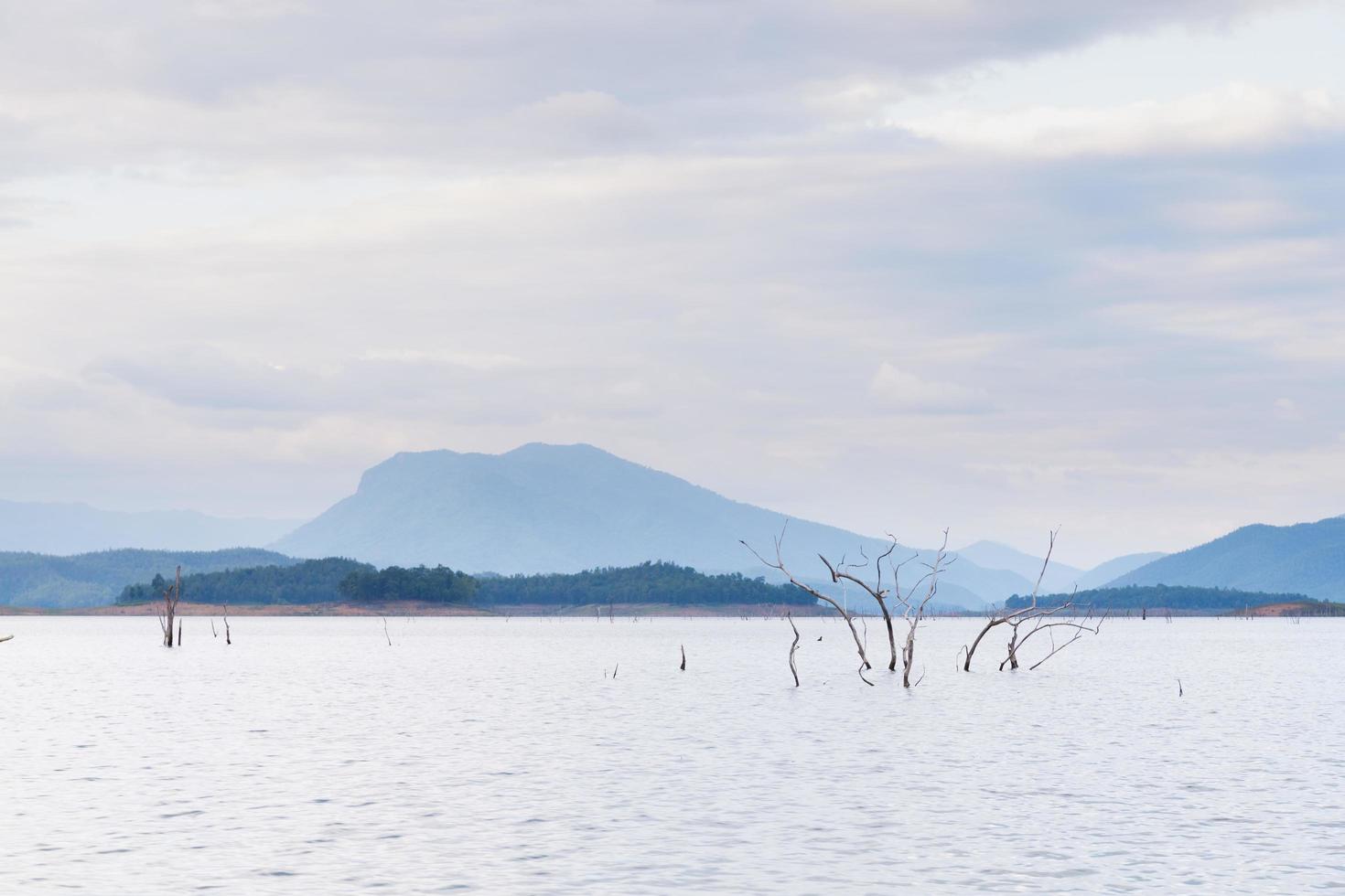 árboles muertos en un embalse foto