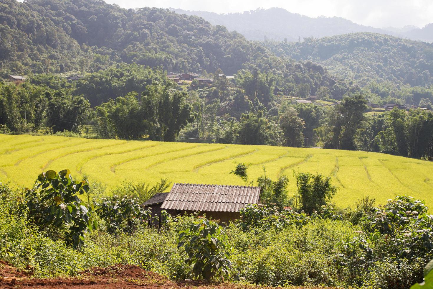 House by the rice fields photo