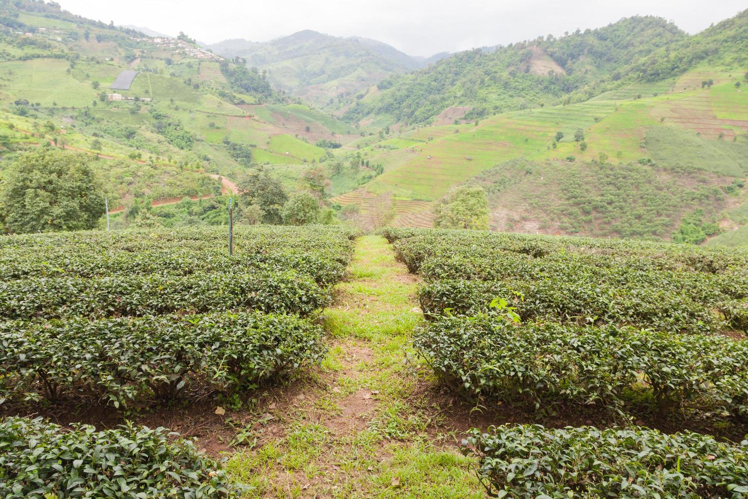 Tea farm in Thailand photo