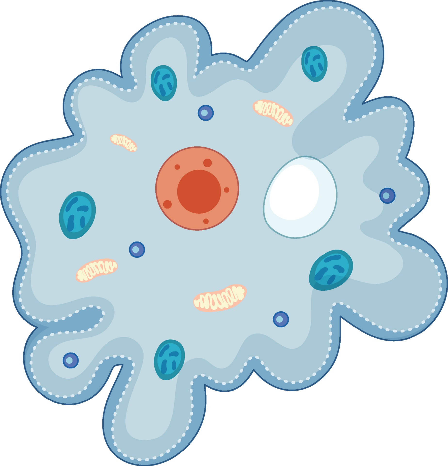 Ameba Vector Art, Icons, and Graphics for Free Download