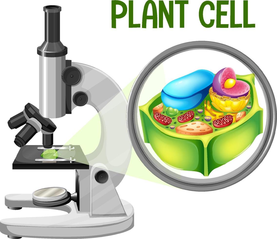 Microscope with plant cell diagram vector