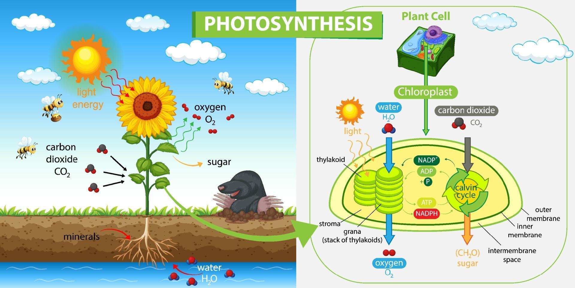 Photosynthesis Home