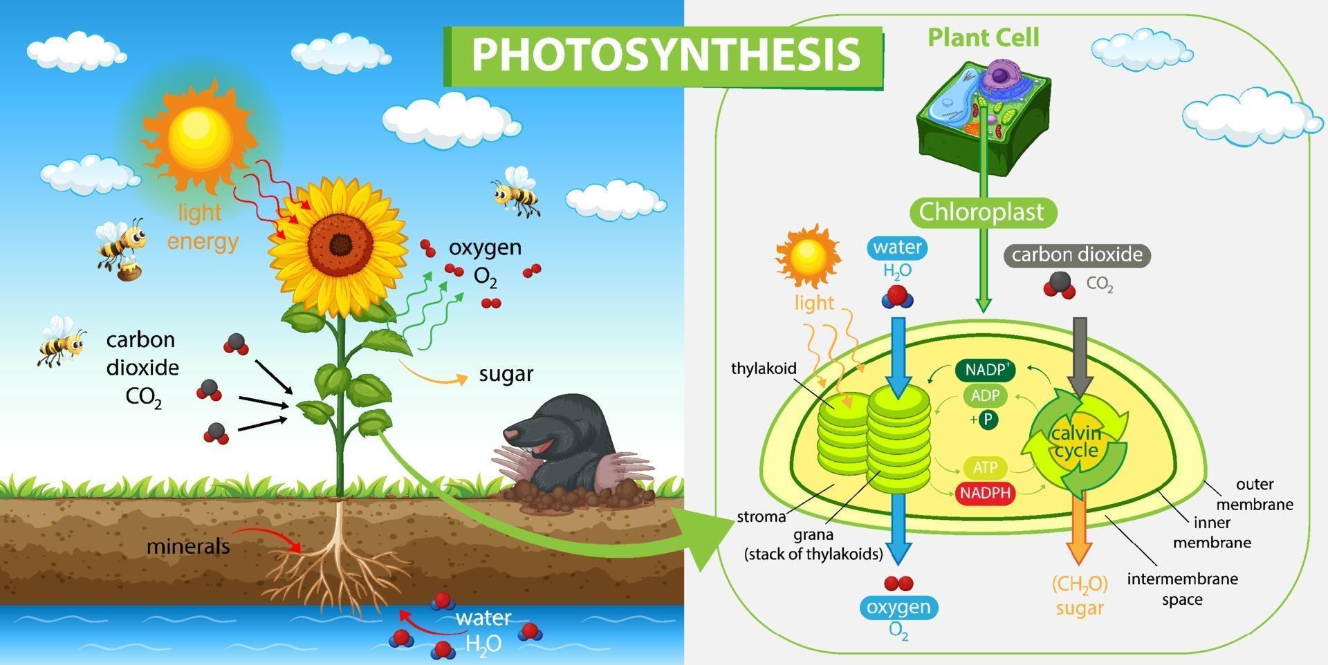 Diagrama que muestra el proceso de fotosíntesis en planta. vector