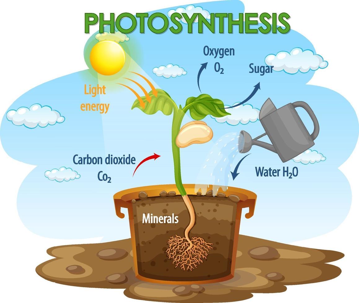 Diagrama que muestra el proceso de fotosíntesis en planta. vector