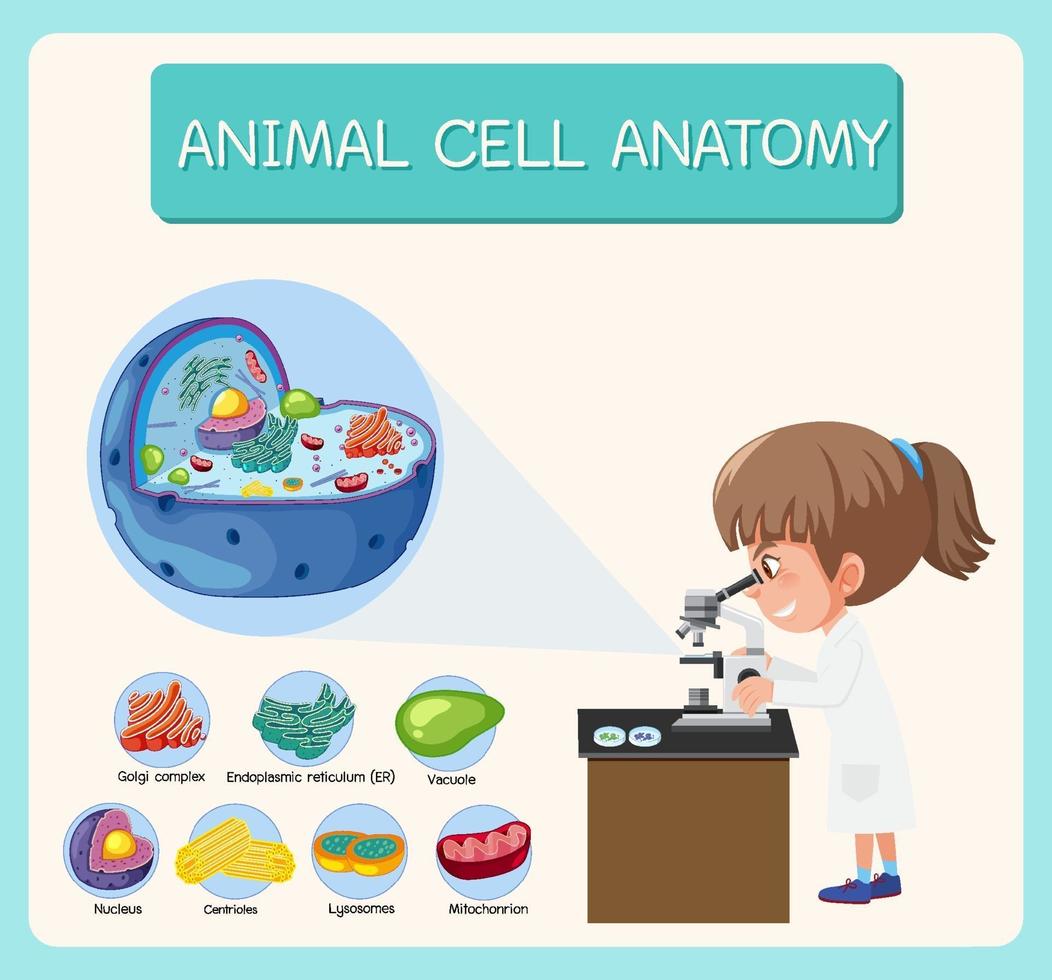 anatomía del diagrama de biología de células animales vector