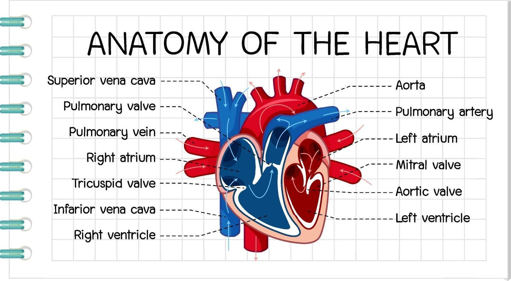 cartel de información del diagrama del corazón humano vector