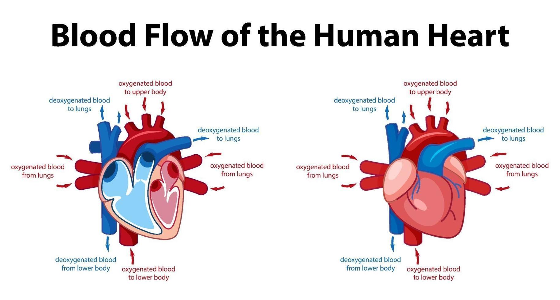 Information poster of human heart diagram vector