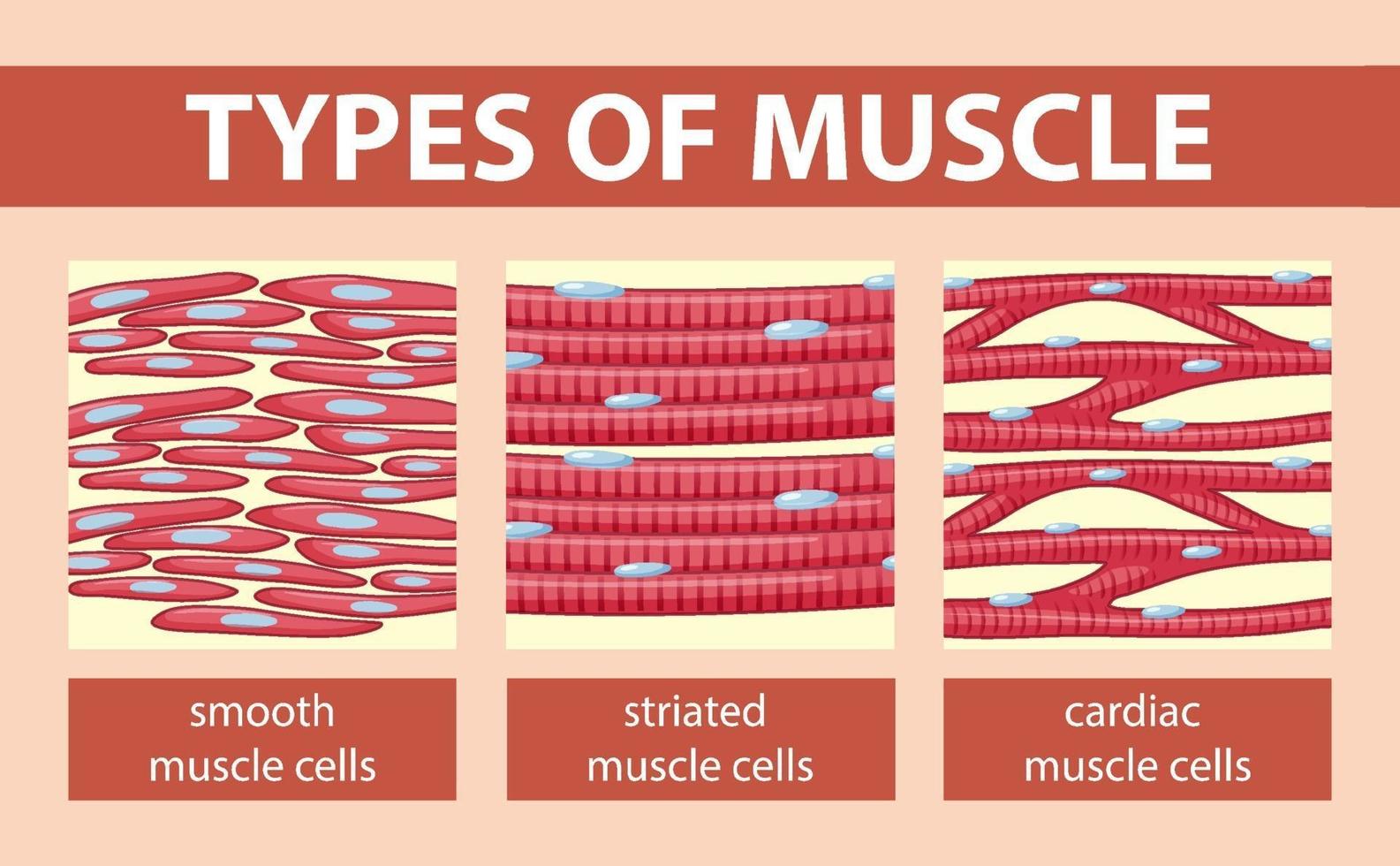 Types of muscle cell diagram vector