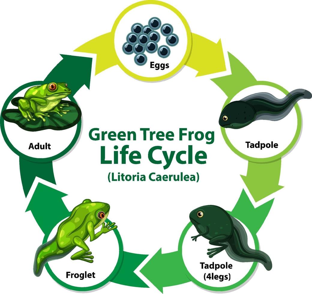 Diagram showing life cycle of Frog vector