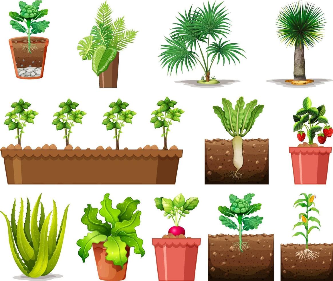 Set of different plants in pots isolated on white background vector