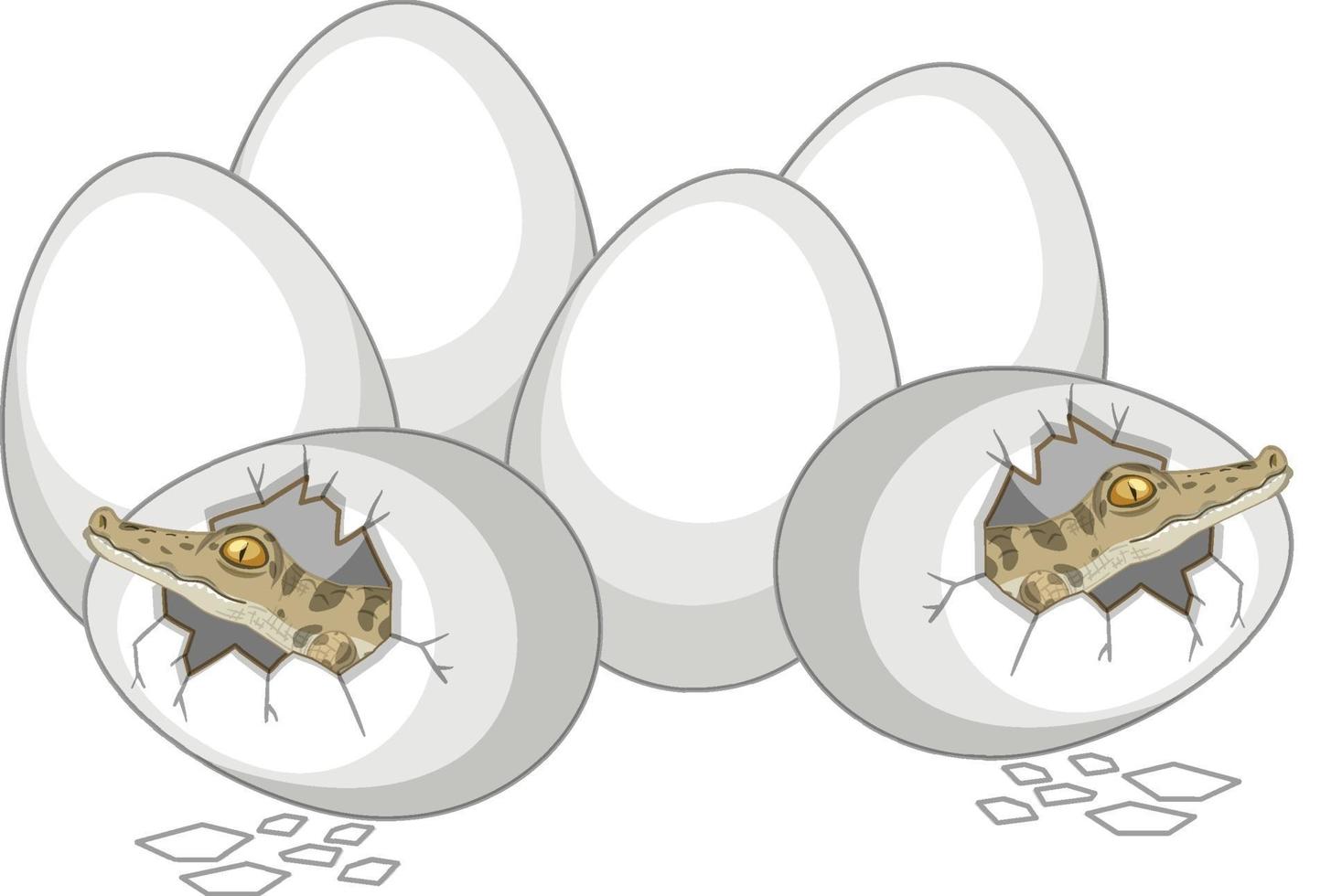 Two alligators just out of egg with other eggs isolated on white background vector