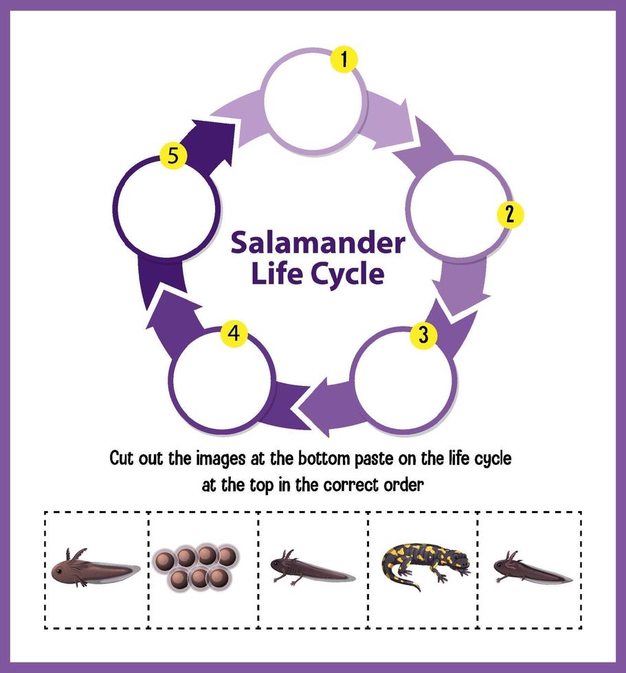 Salamander Life Cycle Diagram vector