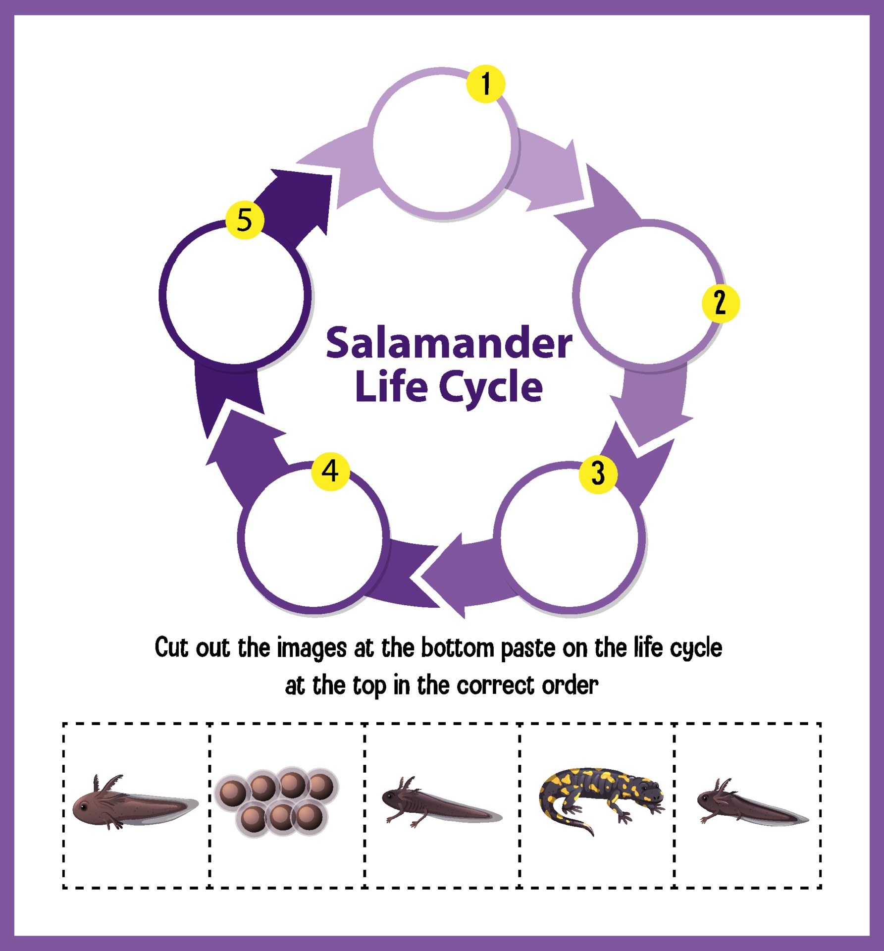 life cycle of a salamander