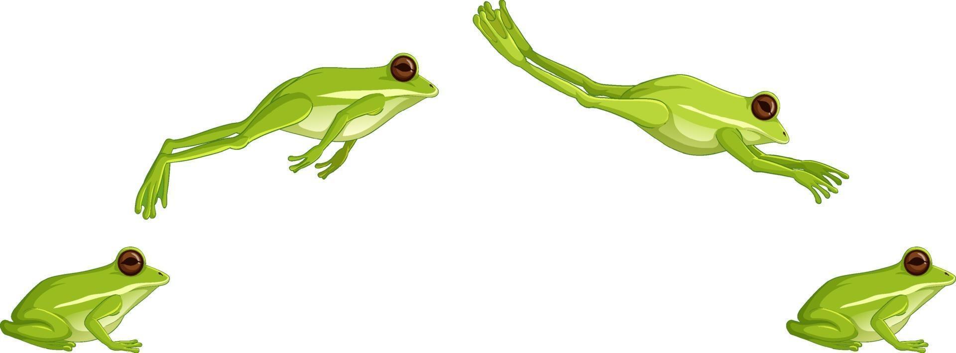 Green tree frog jumping sequence isolated on white background vector