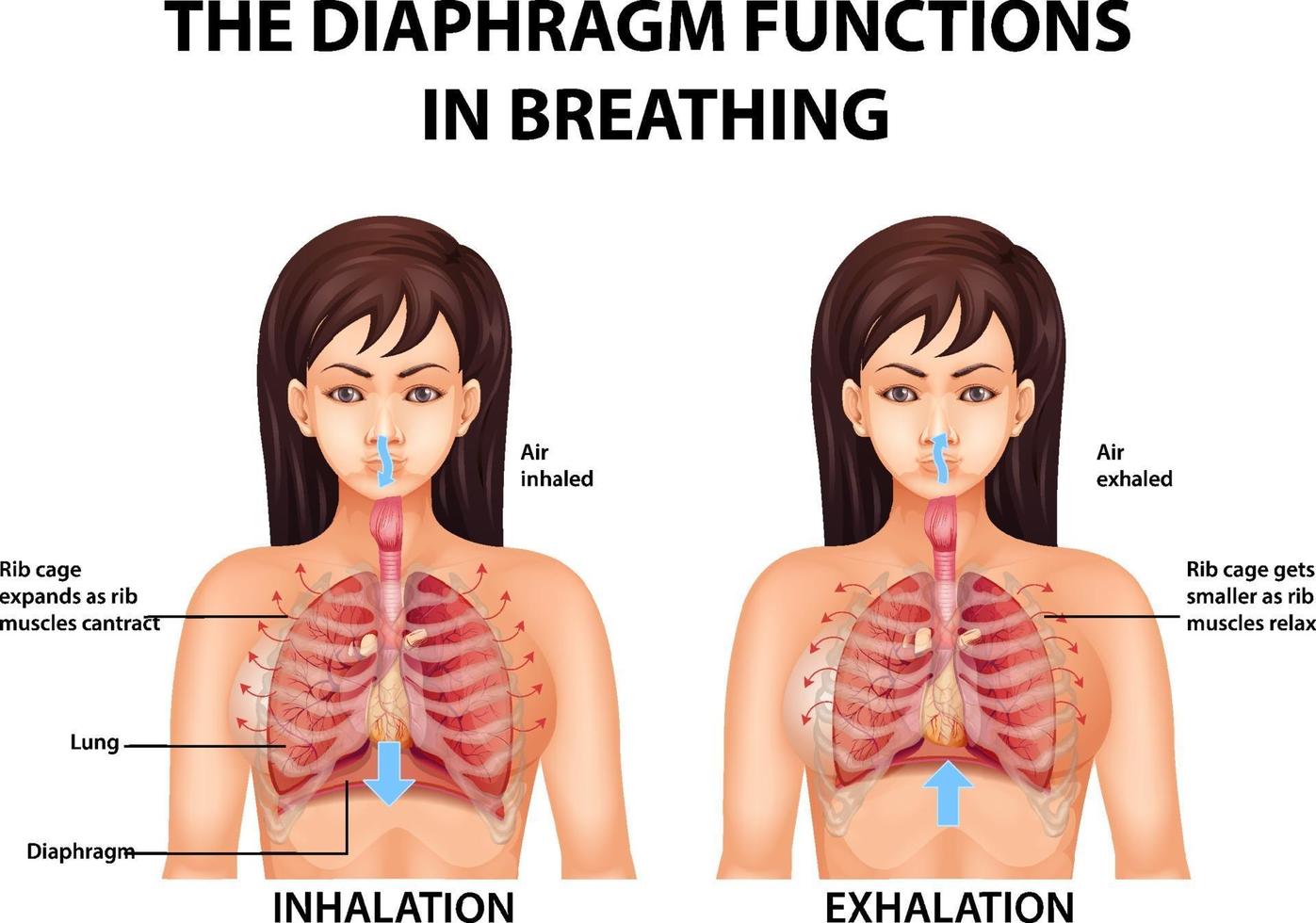 The diaphragm functions in breathing vector