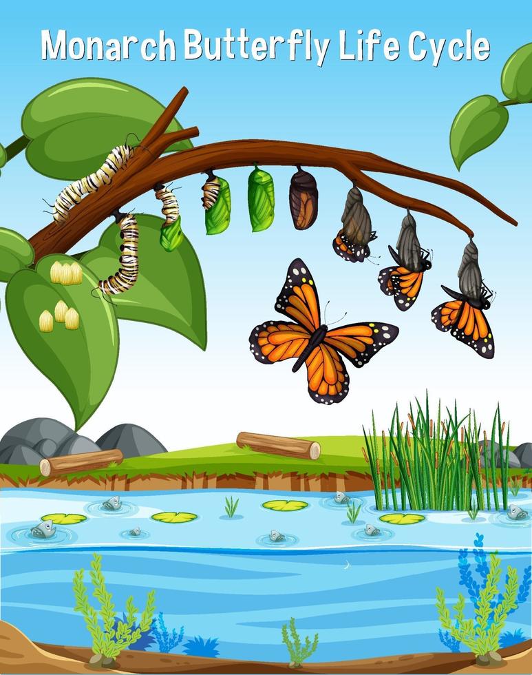 Scene with Monarch Butterfly Life Cycle vector