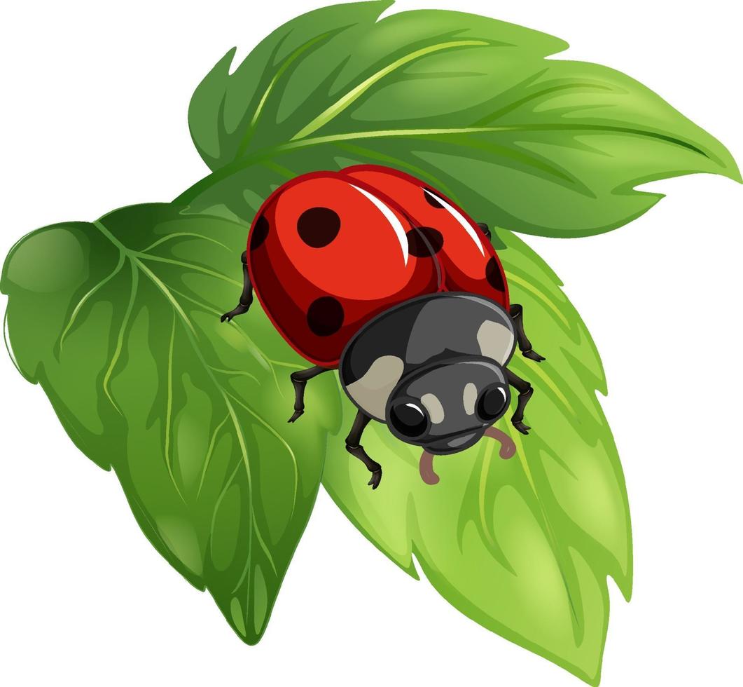 Top view of ladybug on a leaf on white background vector