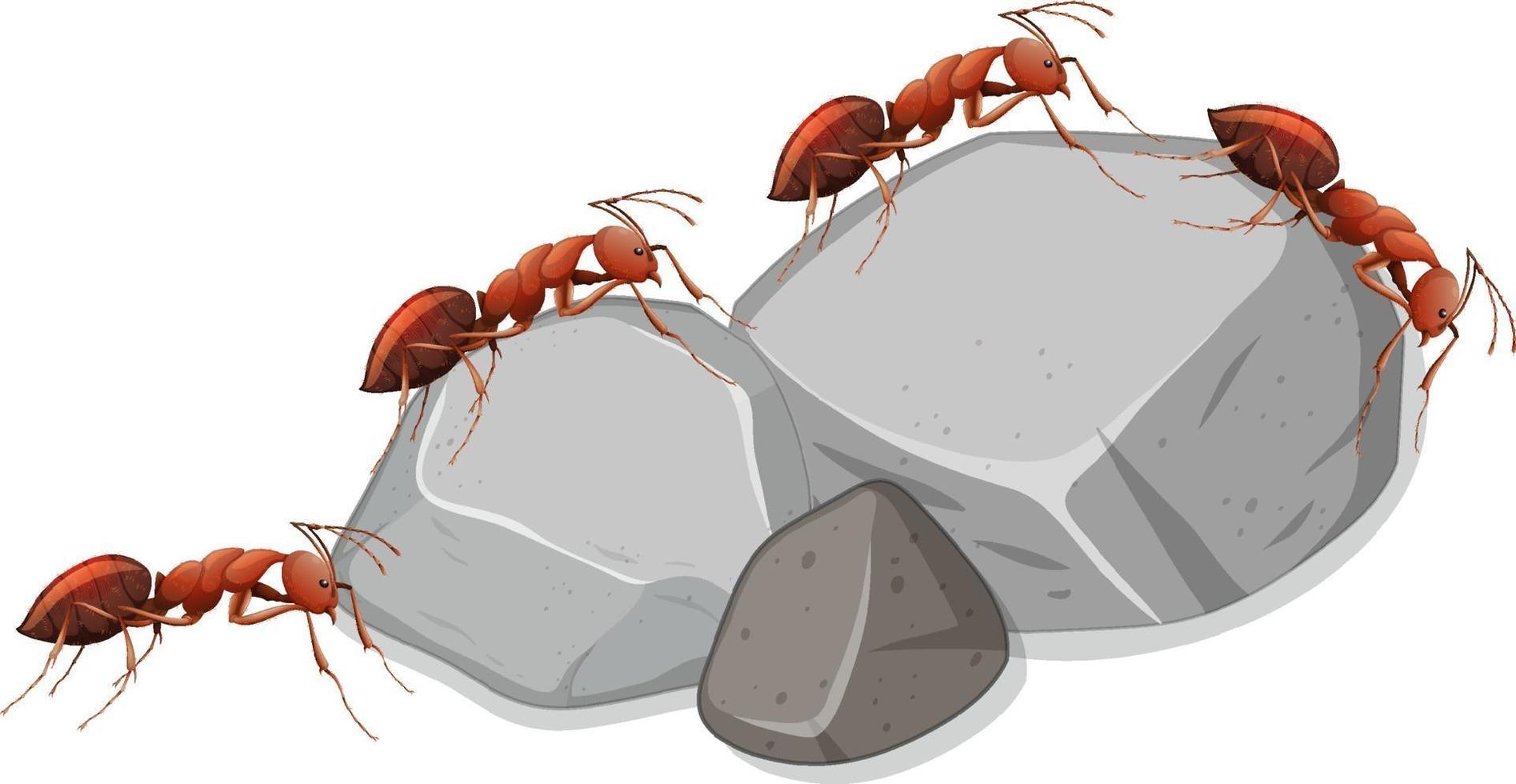 Many ants on stones on white background vector