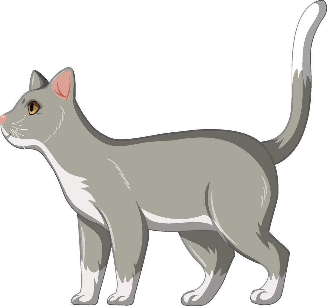 Cute grey cat alone isolated on white background vector