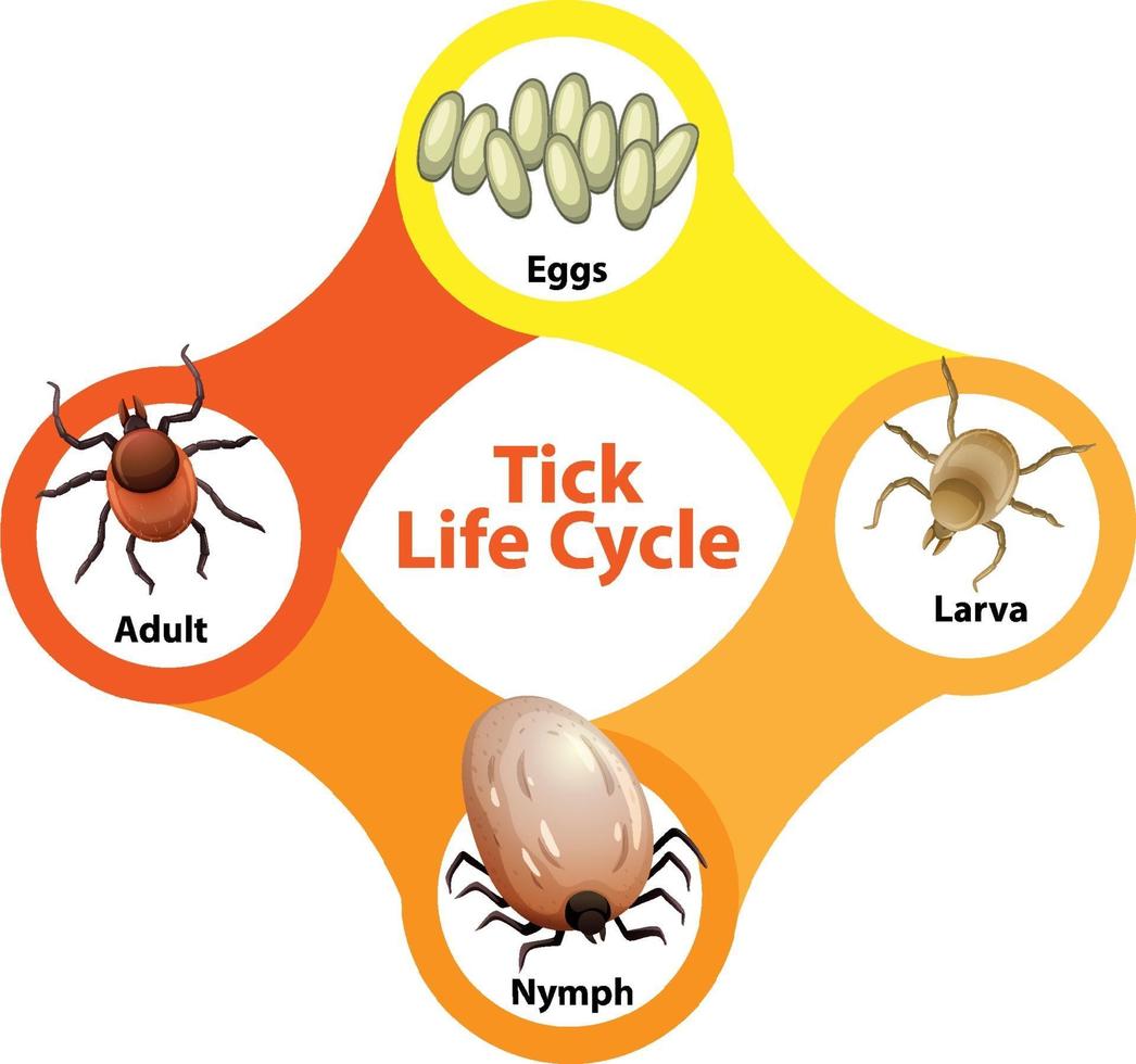 Diagram showing life cycle of Tick vector