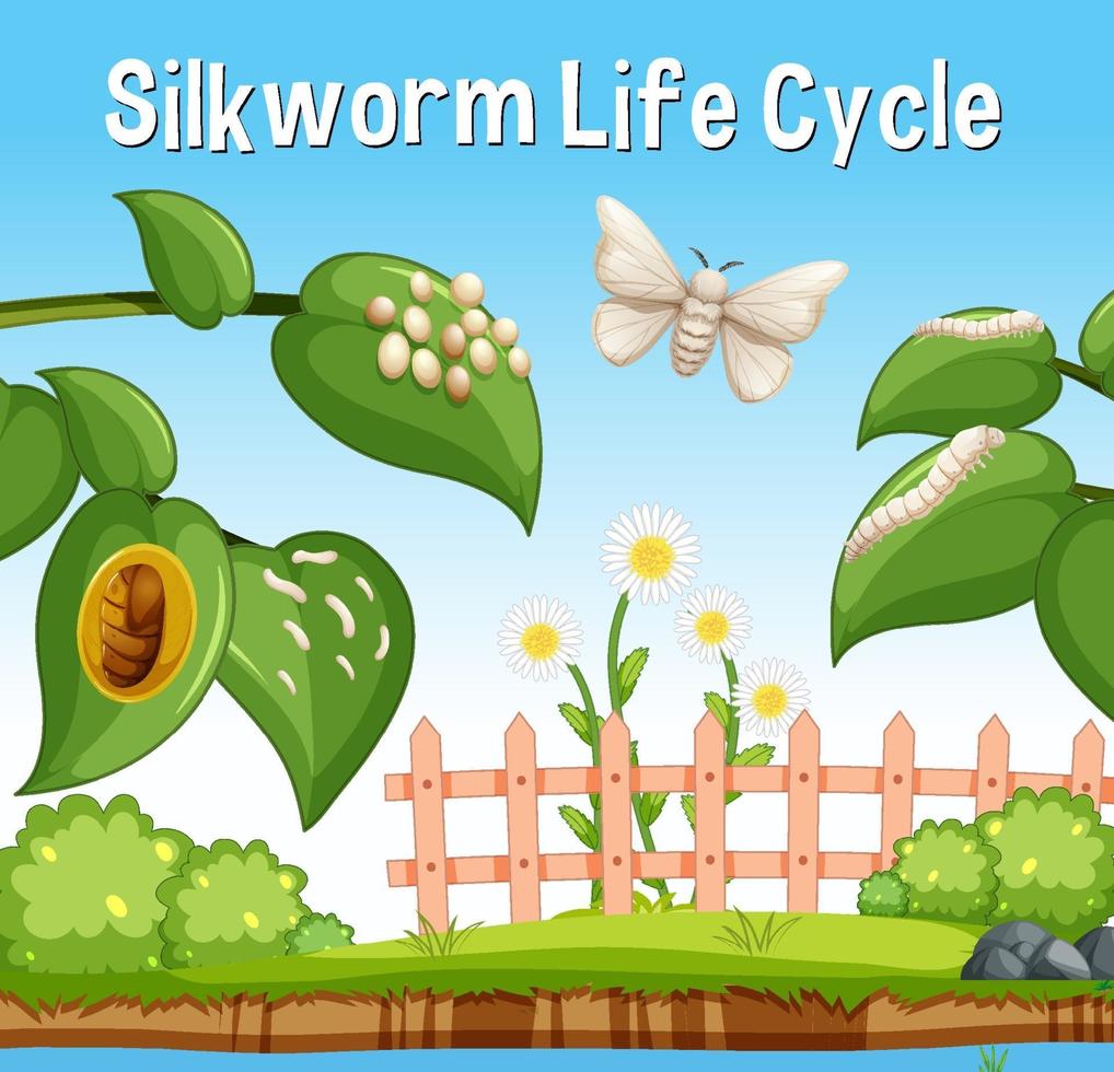 Silkworm  Life Cycle font in garden scene vector