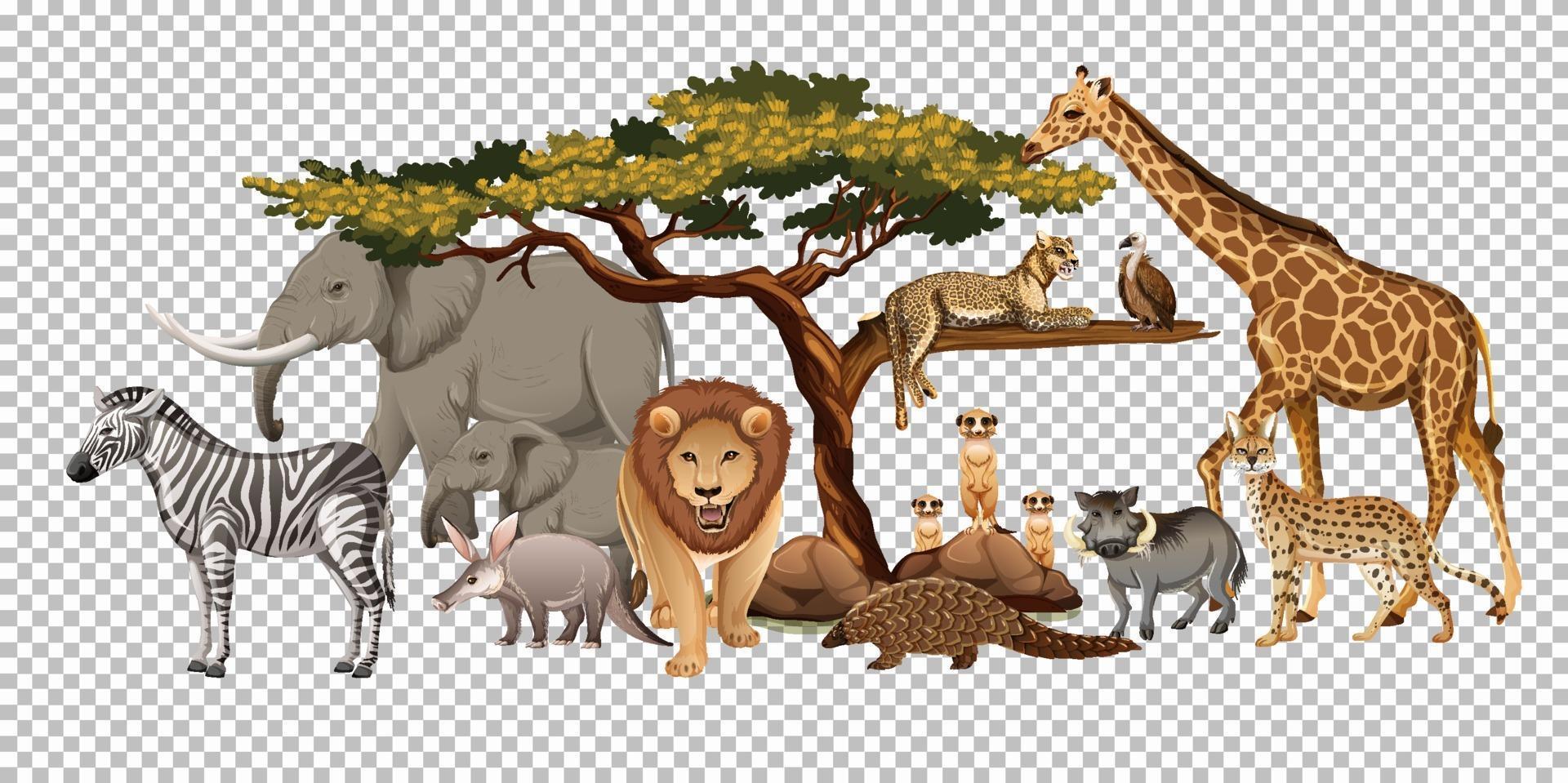Group of wild african animal on transparent background vector