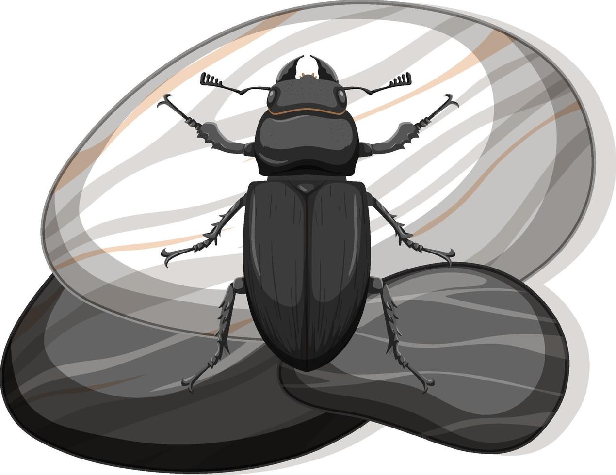 Top view of metallic dung beetle on a stone on white background vector