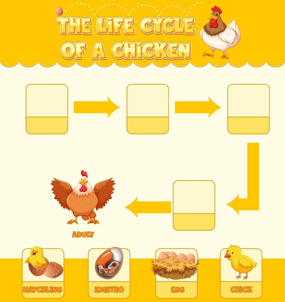 diagrama que muestra el ciclo de vida del pollo vector